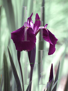 Picture of Iris ensata 