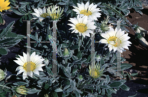 Picture of Gazania rigens 'Talent White'