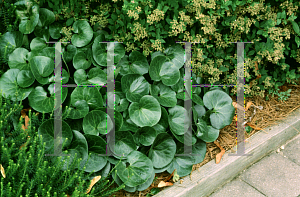 Picture of Asarum europaeum 