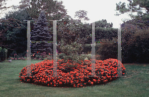 Picture of Impatiens walleriana 