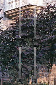 Picture of Cercis canadensis 'Forest Pansy'