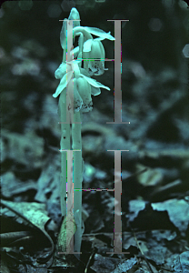 Picture of Monotropa uniflora 