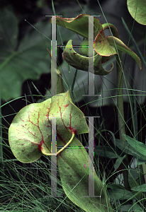 Picture of Sarracenia flava 