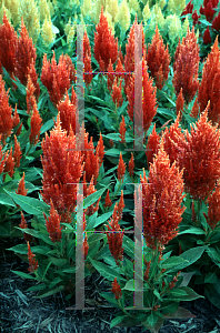 Picture of Celosia argentea (Plumosa Group) 'Orange Kewpie'