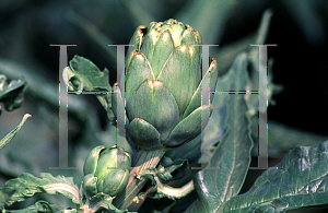 Picture of Cynara scolymus 'Imperial Star'