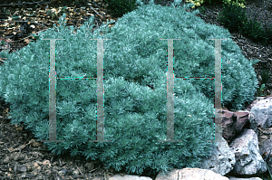 Picture of Artemisia schmidtiana 'Silver Mound'