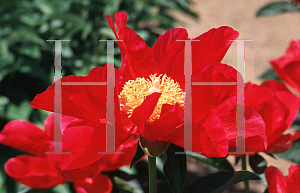Picture of Paeonia  'America'