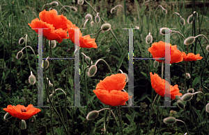 Picture of Papaver orientale 