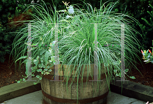 Picture of Pennisetum setaceum 