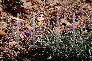 Picture of Penstemon heterophyllus 'Blue Bedder'