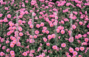 Picture of Portulaca grandiflora 'Sundial Pink'