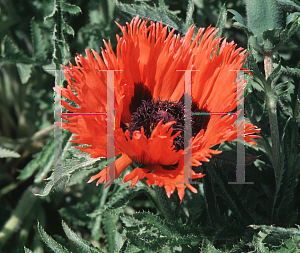 Picture of Papaver orientale 'Carmen'