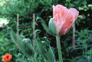 Picture of Papaver orientale 