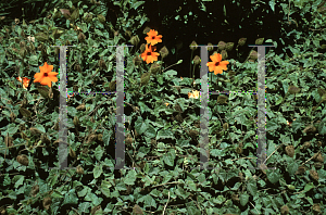 Picture of Thunbergia gregorii 