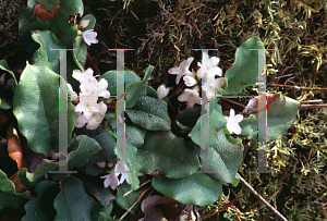 Picture of Epigaea repens 