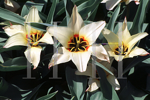 Picture of Tulipa fosteriana 'Zombie'