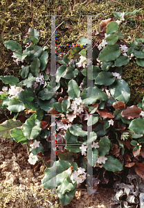 Picture of Epigaea repens 