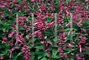 Picture of Salvia splendens 'Sizzler Lavender'