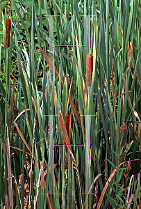 Picture of Typha latifolia 