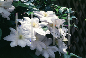 Picture of Clematis x jackmanii 