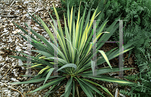 Picture of Yucca filamentosa 'Golden Sword'