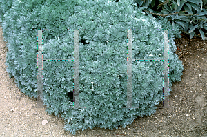 Picture of Artemisia schmidtiana 'Silver Mound'