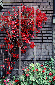 Picture of Bougainvillea x buttiana 