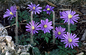 Picture of Anemone blanda 