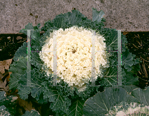 Picture of Brassica oleracea (Acephala Group) 'Nagoya White'