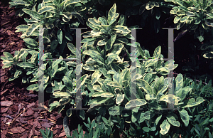 Picture of Salvia officinalis 'Icterina'