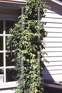 Picture of Humulus lupulus 'Aureus'