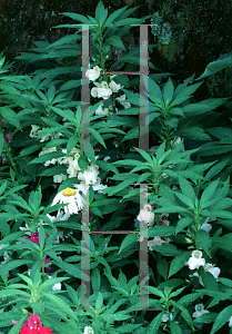 Picture of Impatiens balsamina 