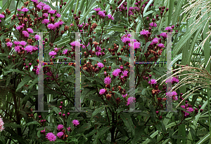 Picture of Vernonia noveboracensis 