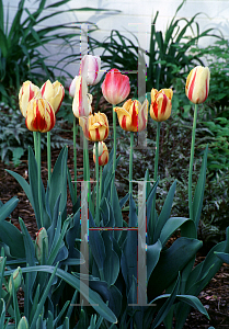 Picture of Tulipa  'Rembrandt Mix'