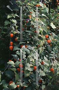 Picture of Physalis alkekengi 