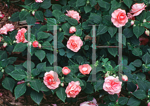 Picture of Impatiens walleriana 'Rose Parade'