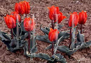 Picture of Tulipa  'Fire Queen'