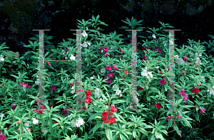 Picture of Impatiens balsamina 