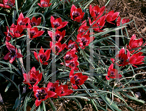 Picture of Tulipa hageri 'Little Beauty'