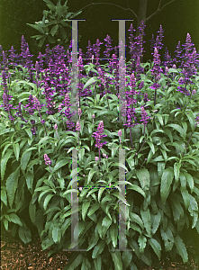 Picture of Salvia farinacea 