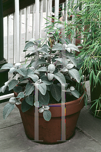 Picture of Plectranthus argentatus 