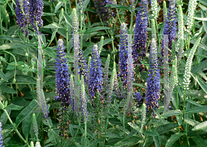 Picture of Veronica alpina 'Goodness Grows'