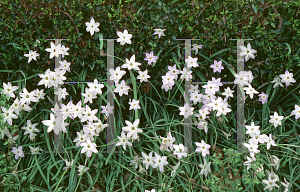 Picture of Ipheion uniflorum 