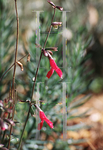 Picture of Salvia buchananii 