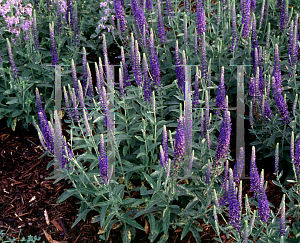 Picture of Veronica alpina 'Goodness Grows'