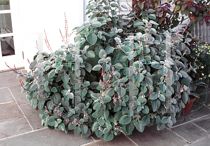 Picture of Plectranthus argentatus 