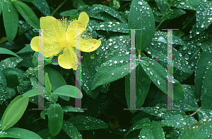 Picture of Hypericum calycinum 