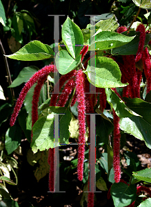 Picture of Acalypha hispida 