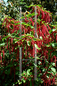 Picture of Acalypha hispida 