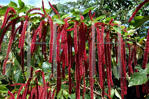 Picture of Acalypha hispida 